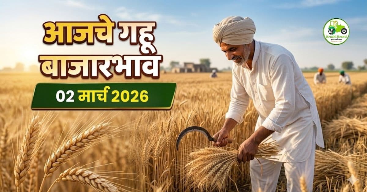गहू बाजारभाव 02 मार्च 2026 | आजचे ताजे गहू दर महाराष्ट्र