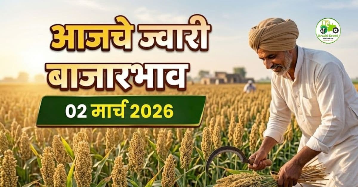 ज्वारी बाजारभाव 02 मार्च 2026 | आजचे ताजे ज्वारी दर महाराष्ट्र