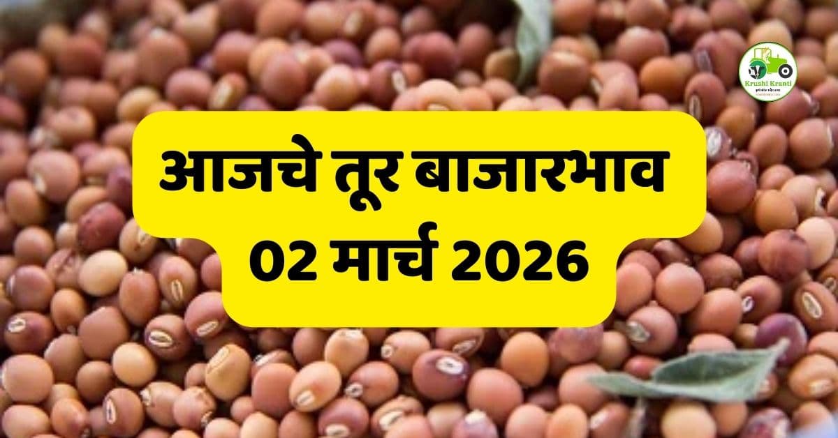 तूर बाजारभाव 02 मार्च 2026 | आजचे ताजे तूर दर महाराष्ट्र