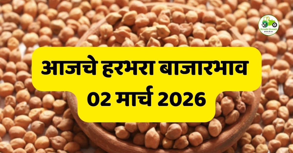 हरभरा बाजारभाव 02 मार्च 2026 | आजचे ताजे हरभरा दर महाराष्ट्र