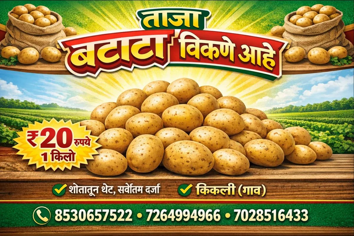 बटाटा विकणे आहे