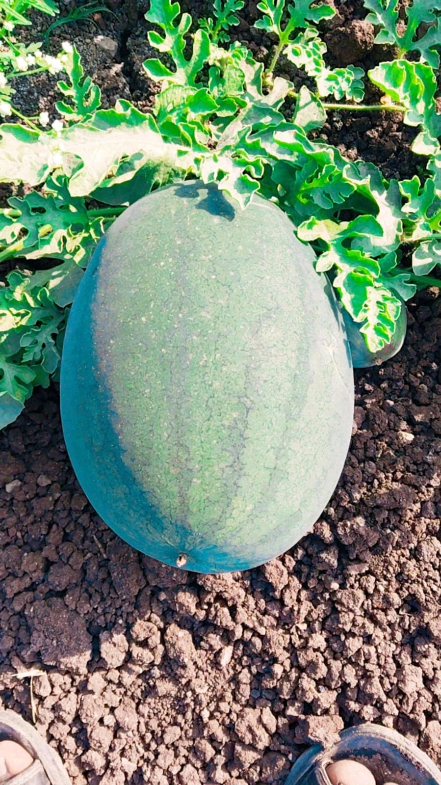 मेलडी कलिंगड विकणे आहे