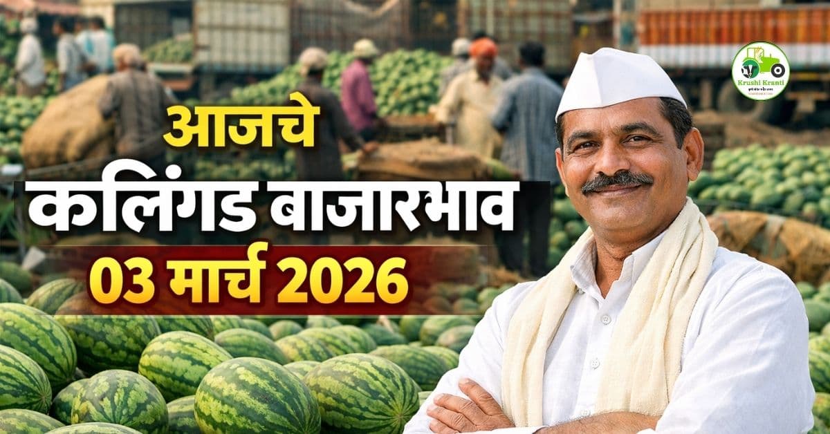 कलिंगड बाजारभाव 03 मार्च 2026 | मुंबई ₹3000 पर्यंत दर | महाराष्ट्र मंडई अपडेट