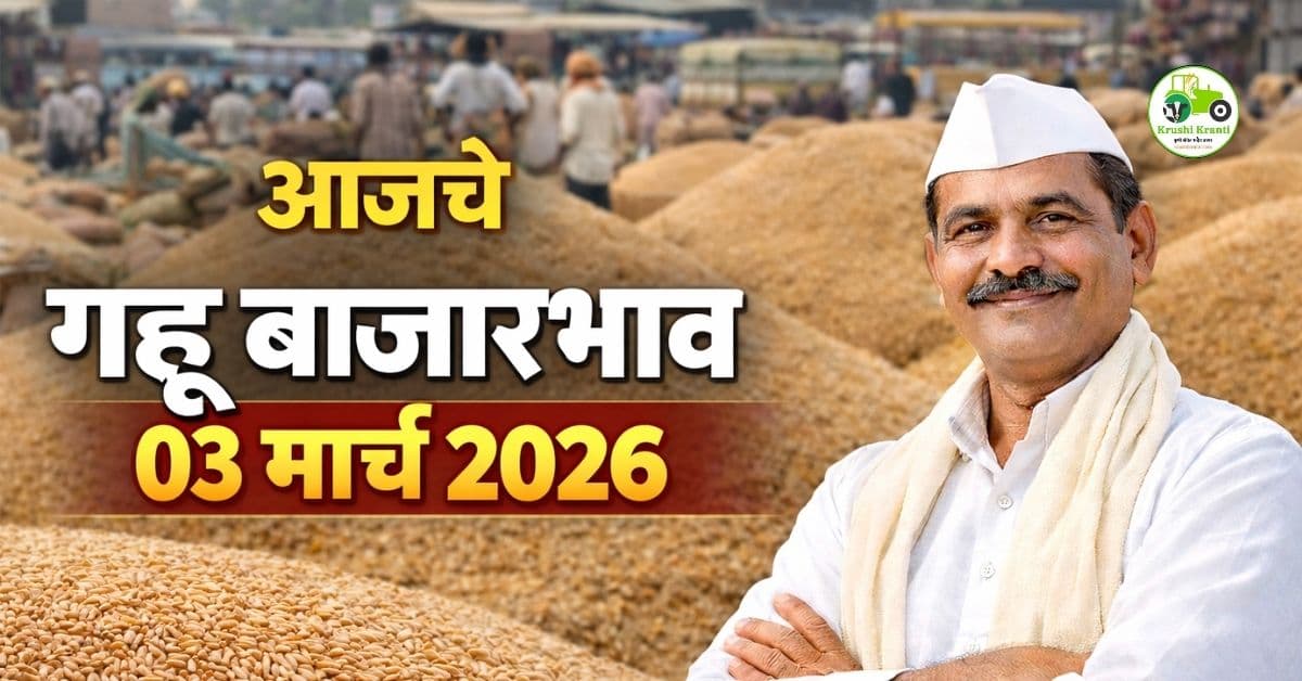 गहू बाजारभाव 03 मार्च 2026 | पुणे, कोल्हापूर, राहुरी आजचे दर