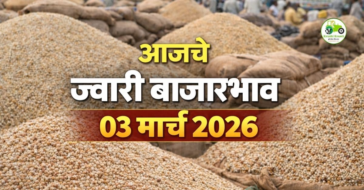 ज्वारी बाजारभाव 03 मार्च 2026 | मालदांडी, लोकल, पांढरी ज्वारी आजचे दर