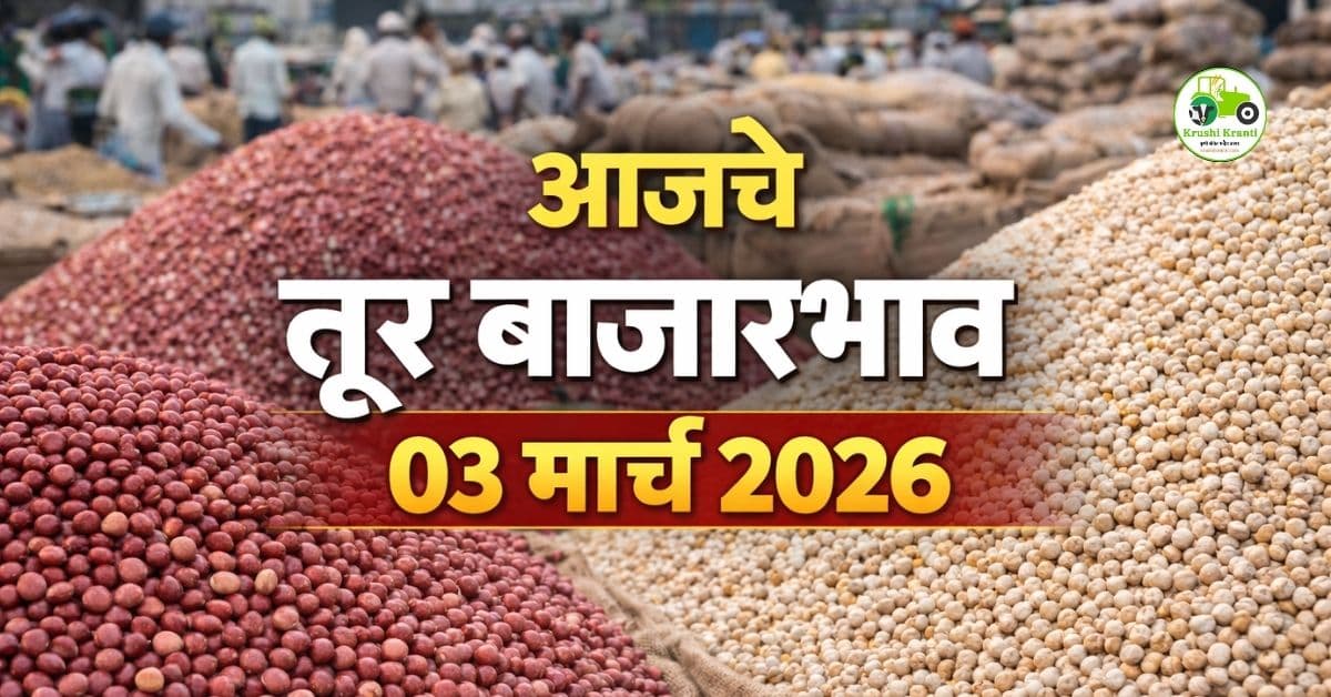 तूर बाजारभाव 03 मार्च 2026 | लाल व पांढरी तूर आजचे दर महाराष्ट्र