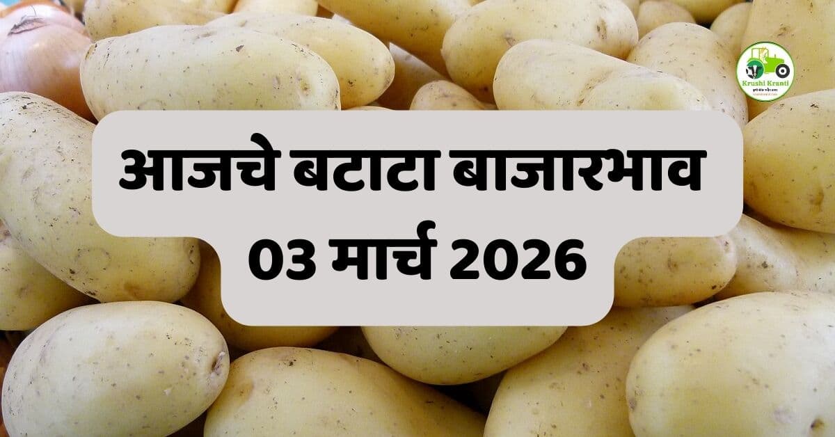 आजचे बटाटा बाजारभाव 03 मार्च 2026 | महाराष्ट्रातील ताजे दर