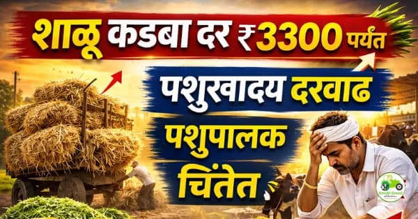 शाळू कडबा दर ₹3300 पर्यंत | पशुखाद्य दरवाढीने पशुपालक चिंतेत