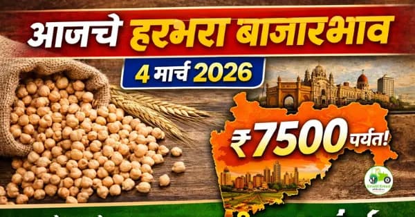 आजचे हरभरा बाजारभाव 4 मार्च 2026 | महाराष्ट्र मंडई ताजे दर