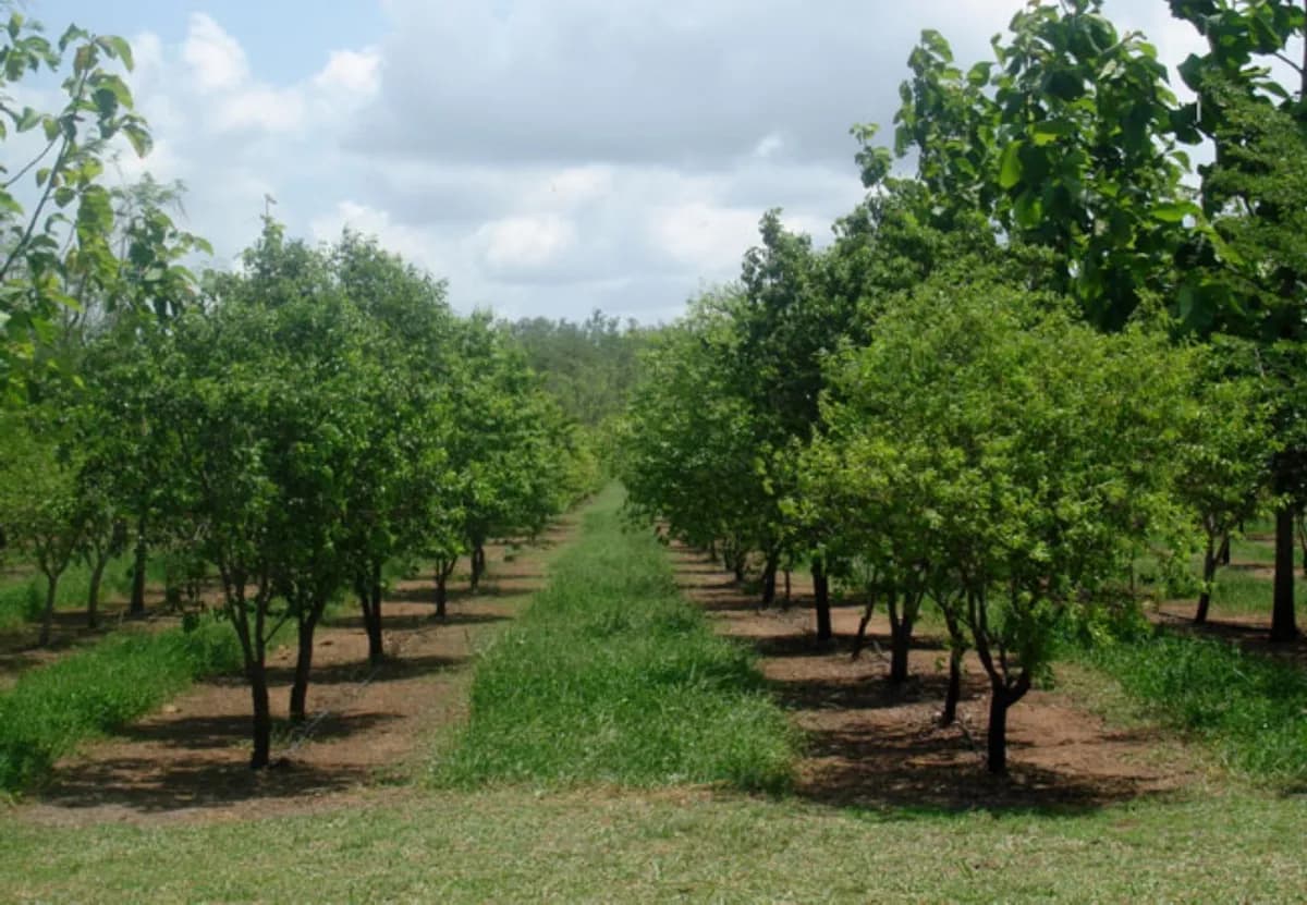 हायवे लगत बागायत जमीन विक्रीस आहे