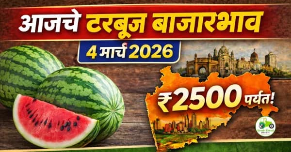आजचे टरबूज बाजारभाव 4 मार्च 2026 | महाराष्ट्रातील प्रमुख मंडई दर