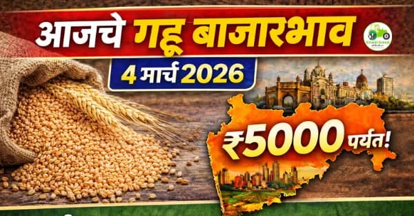 आजचे गहू बाजारभाव 4 मार्च 2026 | महाराष्ट्रातील प्रमुख मंडई दर