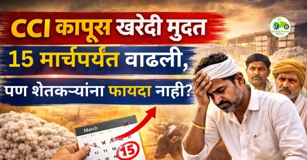 CCI कापूस खरेदी मुदत 15 मार्चपर्यंत वाढली, पण शेतकऱ्यांना फायदा नाही?