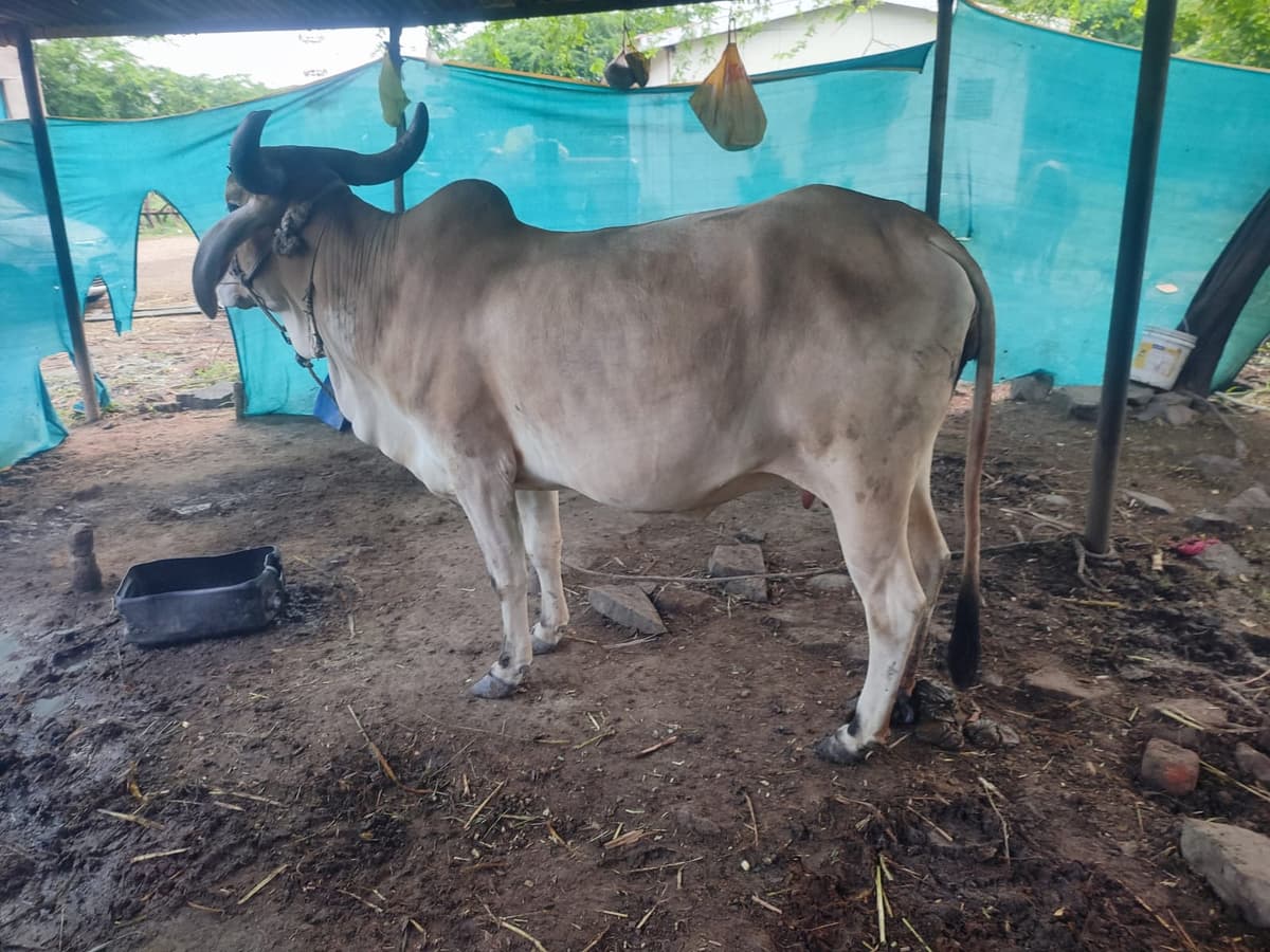 गिर गाय विकणे आहे