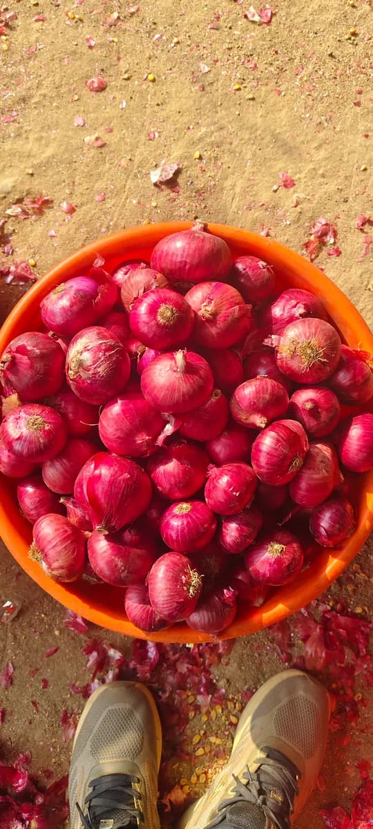 कांदा खरेदी-विक्री केली जाईल