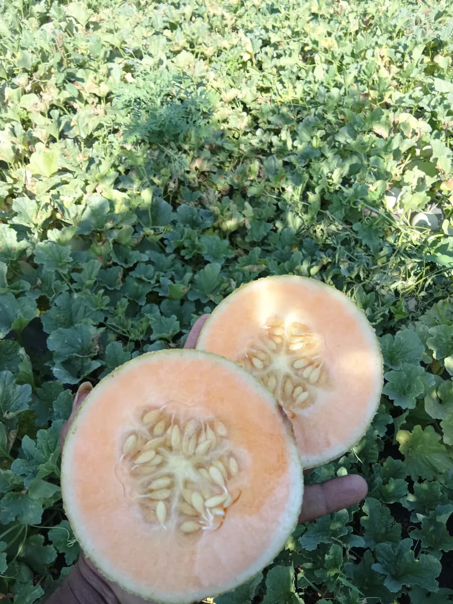 खरबूज विकणे आहे – 1.5 एकर (अंदाजे 15 टन)