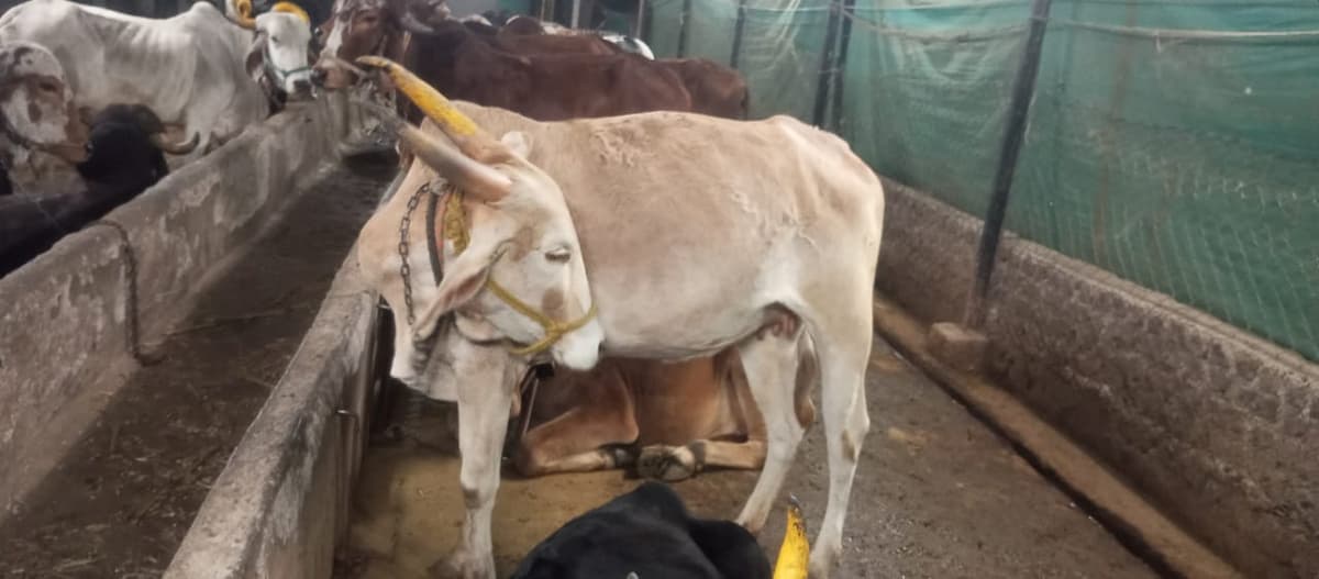 🐄 पहिल्या वेताची खिलार कालवड विकणे आहे