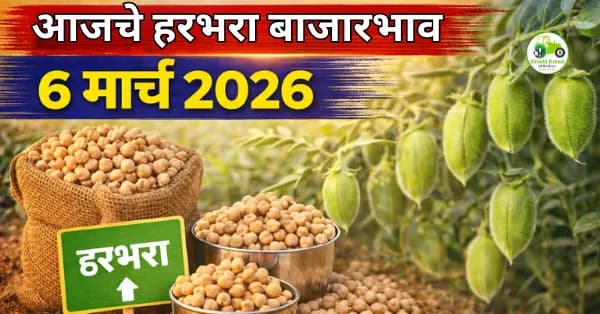 आजचे हरभरा बाजारभाव 6 मार्च 2026 | महाराष्ट्रातील प्रमुख मंडई दर