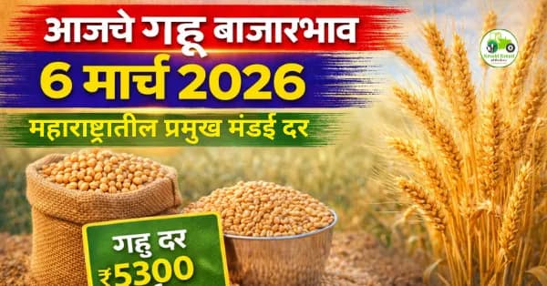 आजचे गहू बाजारभाव 6 मार्च 2026 | महाराष्ट्रातील प्रमुख मंडई दर