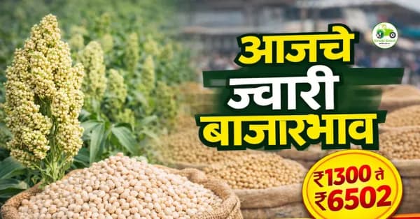 आजचे ज्वारी बाजारभाव 7 मार्च 2026 | महाराष्ट्रातील प्रमुख मंडई ज्वारी दर