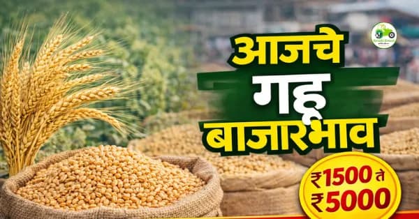 आजचे गहू बाजारभाव 7 मार्च 2026 | महाराष्ट्रातील प्रमुख मंडई गहू दर