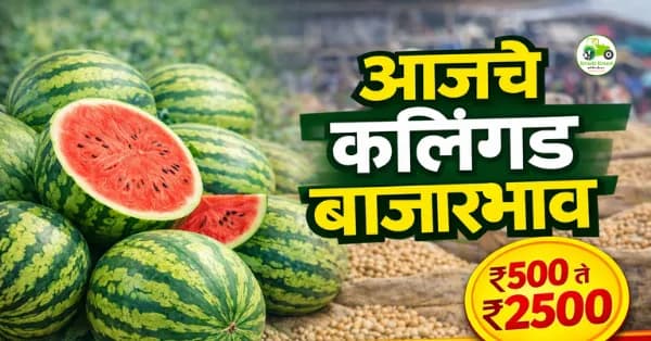 आजचे कलिंगड बाजारभाव 7 मार्च 2026 | महाराष्ट्रातील प्रमुख मंडई कलिंगड दर