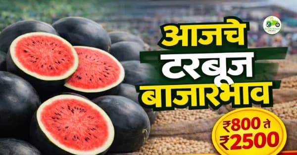 आजचे टरबूज बाजारभाव 7 मार्च 2026 | महाराष्ट्रातील प्रमुख मंडई टरबूज दर