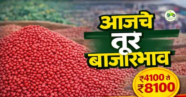 आजचे तूर बाजारभाव 7 मार्च 2026 | महाराष्ट्रातील प्रमुख मंडई तूर दर