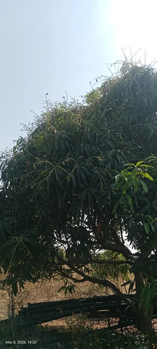 20 एकर बागायती जमीन विक्रीस | मोसंबी, केसर आंबा बाग | उमरेड नागपूर