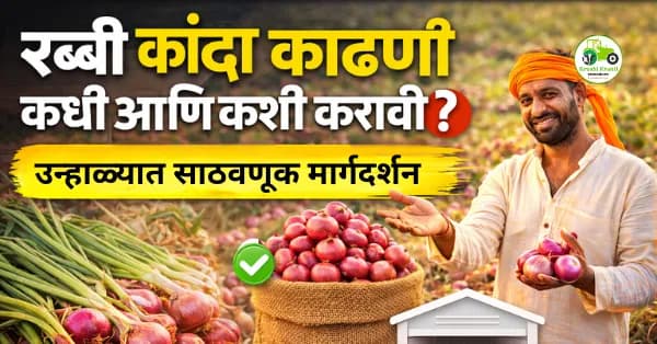 रब्बी कांदा काढणी कधी आणि कशी करावी? | उन्हाळ्यात साठवणूक करण्यासाठी मार्गदर्शन