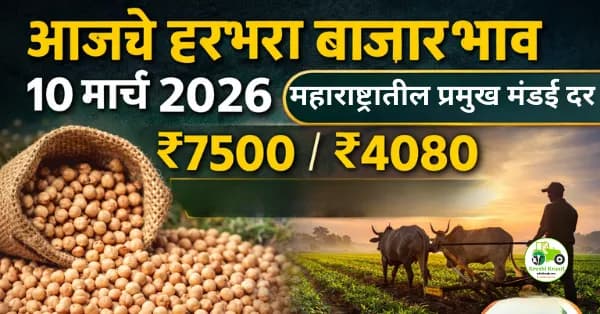 आजचे हरभरा बाजारभाव 10 मार्च 2026 | महाराष्ट्रातील प्रमुख मंडई दर