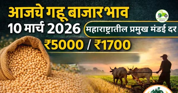 आजचे गहू बाजारभाव 10 मार्च 2026 | महाराष्ट्रातील प्रमुख मंडई दर