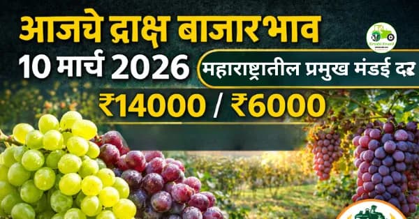 आजचे द्राक्ष बाजारभाव 10 मार्च 2026 | महाराष्ट्रातील प्रमुख मंडई दर