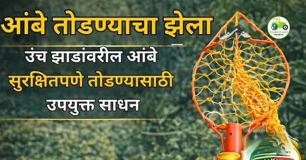 आंबे तोडण्याचा झेला | उंच झाडांवरील आंबे सुरक्षितपणे तोडण्यासाठी उपयुक्त साधन