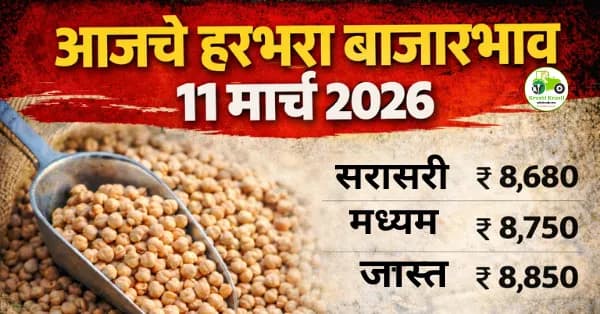 आजचे हरभरा बाजारभाव 11 मार्च 2026 | महाराष्ट्रातील प्रमुख मंडई दर