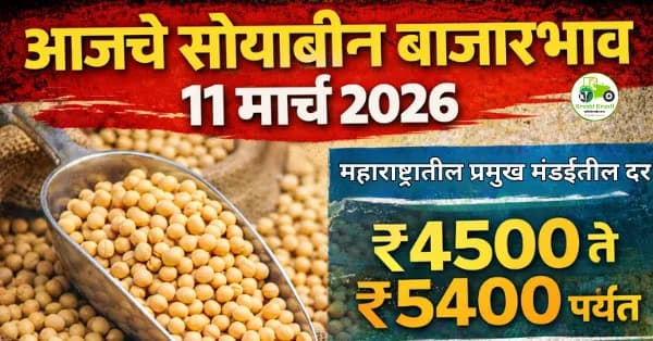आजचे सोयाबीन बाजारभाव – 11 मार्च 2026 | महाराष्ट्रातील प्रमुख बाजार समित्यांतील दर