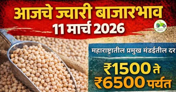 आजचे ज्वारी बाजारभाव 11 मार्च 2026 | महाराष्ट्रातील प्रमुख मंडईतील दर ₹6500 पर्यंत