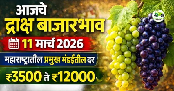 आजचे द्राक्ष बाजारभाव 11 मार्च 2026 | महाराष्ट्रातील प्रमुख मंडईतील दर ₹12000 पर्यंत