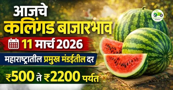 आजचे कलिंगड बाजारभाव 11 मार्च 2026 | महाराष्ट्रातील प्रमुख मंडईतील दर ₹2200 पर्यंत