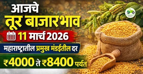 आजचे तूर बाजारभाव 11 मार्च 2026 | महाराष्ट्रातील प्रमुख मंडईतील दर ₹8400 पर्यंत