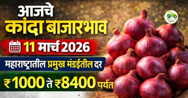 आजचे कांदा बाजारभाव 11 मार्च 2026 | महाराष्ट्रातील प्रमुख मंडईतील दर ₹2530 पर्यंत