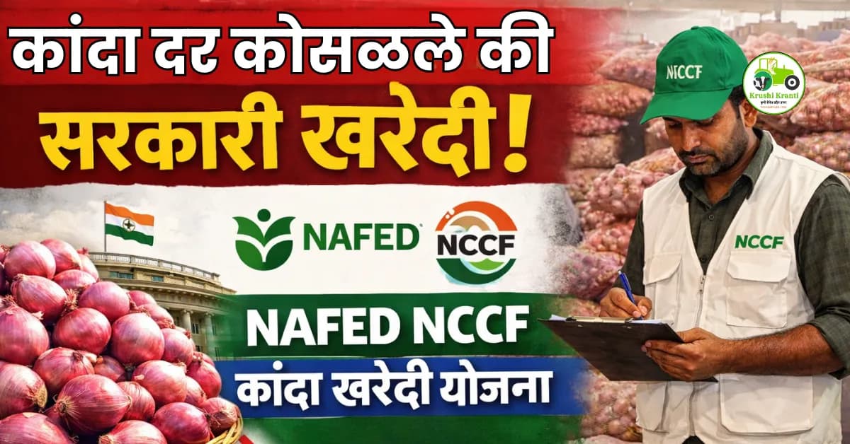 कांदा दर कोसळले कीच सरकारी खरेदी! नाफेड-NCCF खरेदीवर शेतकऱ्यांचे प्रश्न