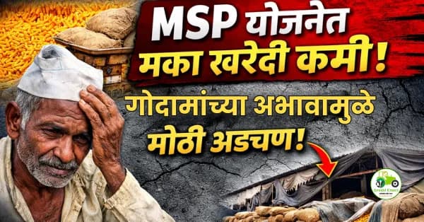 MSP योजनेत मक्याची खरेदी कमी; गोदामांच्या अभावामुळे अडचणी