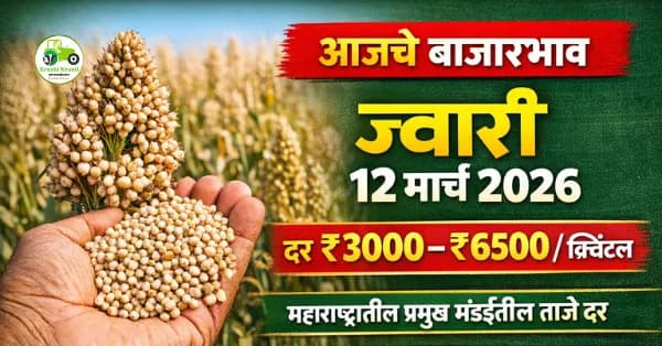 आजचे ज्वारी बाजारभाव 12 मार्च 2026 | महाराष्ट्रातील प्रमुख मंडईतील ताजे दर