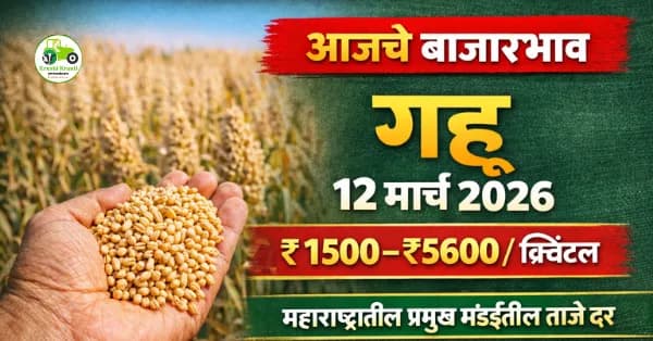 आजचे गहू बाजारभाव 12 मार्च 2026 | महाराष्ट्रातील प्रमुख मंडईतील ताजे दर