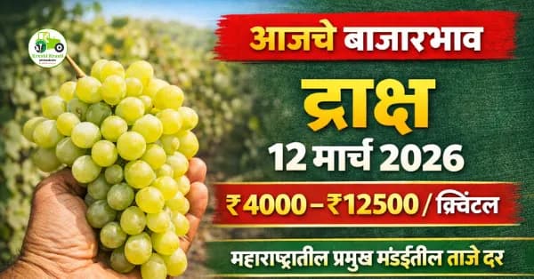 आजचे द्राक्ष बाजारभाव 12 मार्च 2026 | महाराष्ट्रातील प्रमुख मंडईतील ताजे दर