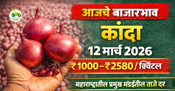 आजचे कांदा बाजारभाव 12 मार्च 2026 | महाराष्ट्रातील प्रमुख मंडईतील ताजे दर