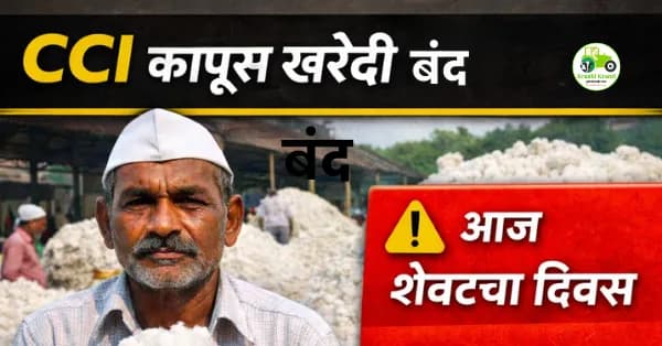 CCI कापूस खरेदीचा आज शेवटचा दिवस; शेतकऱ्यांनी आजच घ्या निर्णय