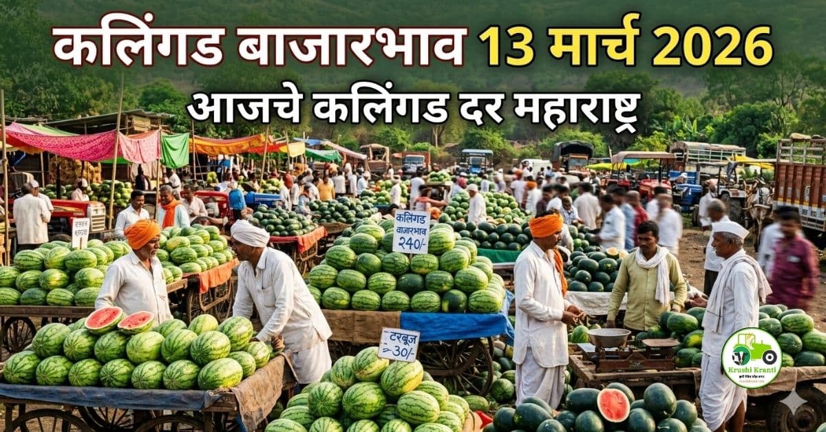 कलिंगड बाजारभाव 13 मार्च 2026 | आजचे ताजे दर महाराष्ट्र