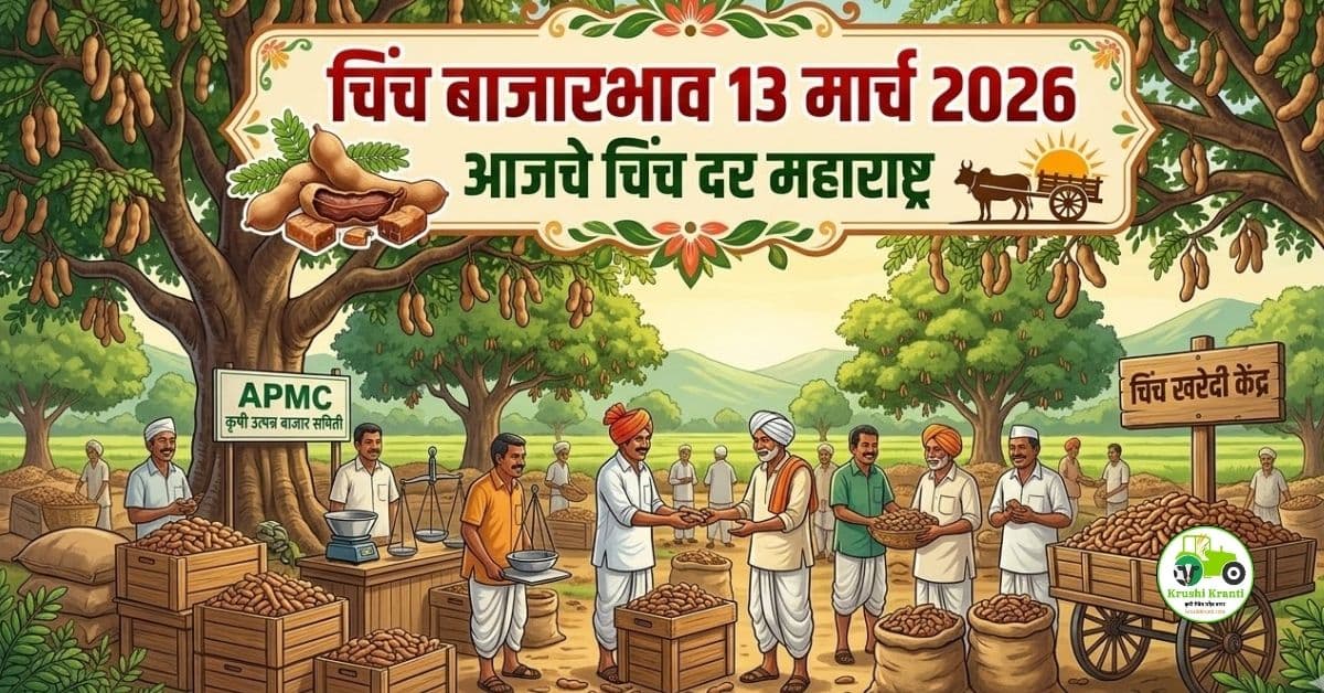चिंच बाजारभाव 13 मार्च 2026 | आजचे ताजे चिंच दर महाराष्ट्र